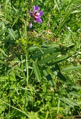 Vicia amoena