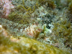 Parablennius goreensis