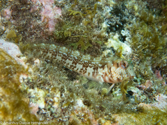 Parablennius goreensis