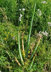 Allium altaicum