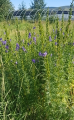 Aconitum turczaninowii