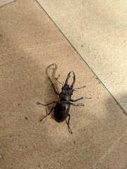 Lucanus formosanus