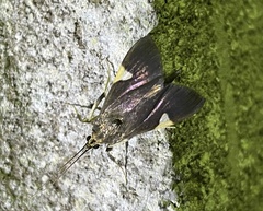 Ulopeza conigeralis