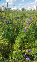 Aconitum turczaninowii