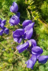 Aconitum turczaninowii