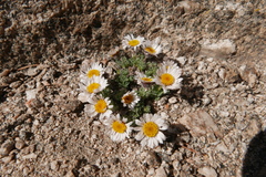 Erigeron vagus