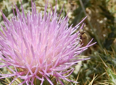 Epicauta ferruginea