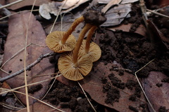 Mallocybe multispora