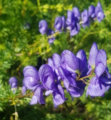 Aconitum turczaninowii