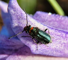 Hedybius smaragdulus