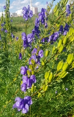Aconitum turczaninowii