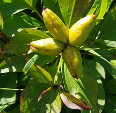 Paeonia lactiflora