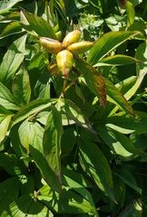 Paeonia lactiflora