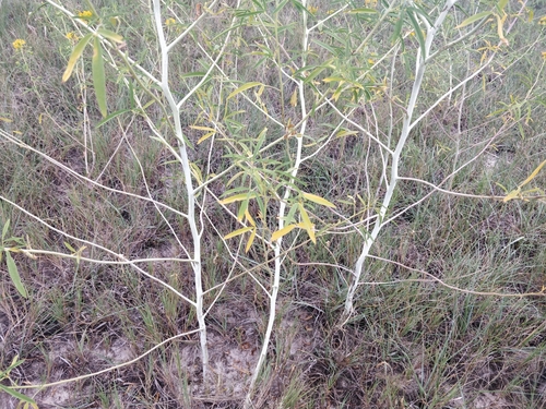 Image of Cleomella angustifolia by (c) Jeff D Hansen, some rights reserved (CC BY)