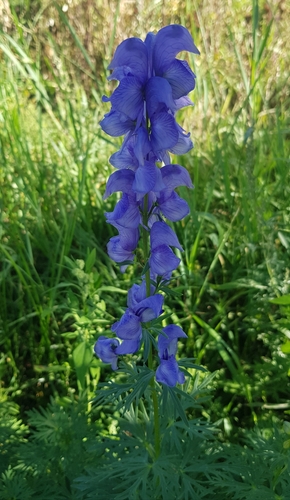 Aconitum glandulosum, photograph 4