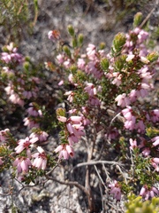 Erica interrupta