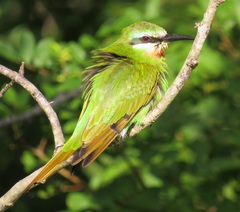 Merops persicus persicus