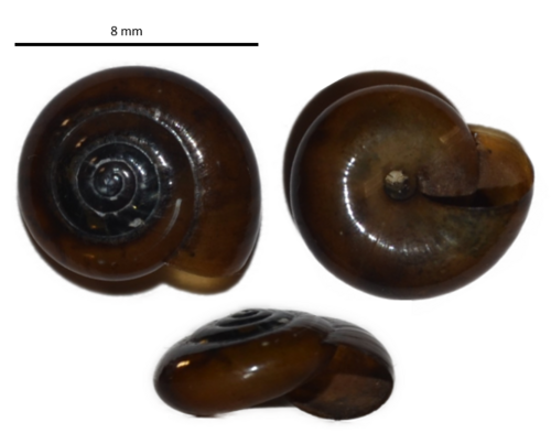 Swiss Glass Snail