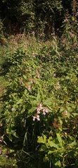 Impatiens glandulifera