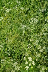 Sphallerocarpus gracilis