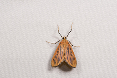 Tyspanodes striata
