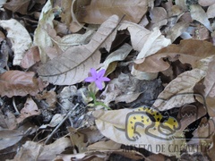 Pseuderanthemum praecox