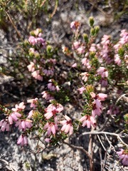 Erica interrupta
