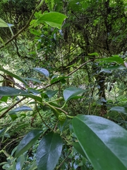 Kadsura matsudae