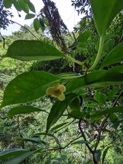Kadsura matsudae, photograph Kiwi Shen, CC BY, iNaturalist via GBIF
