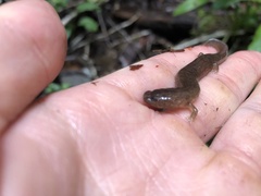 Desmognathus marmoratus