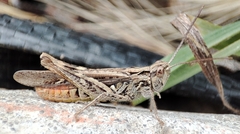 Chorthippus brunneus