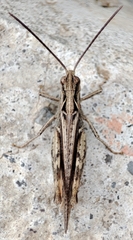 Chorthippus brunneus