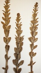 Hippuris tetraphylla