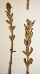Hippuris tetraphylla