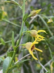 Anthocercis ilicifolia