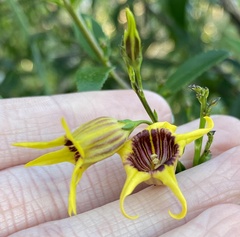 Anthocercis ilicifolia