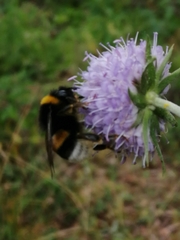 Bombus terrestris