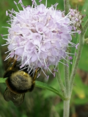 Bombus terrestris
