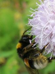 Bombus terrestris