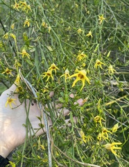 Anthocercis ilicifolia