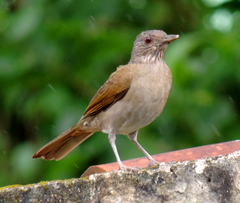 Turdus leucomelas