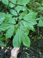 Asimina triloba