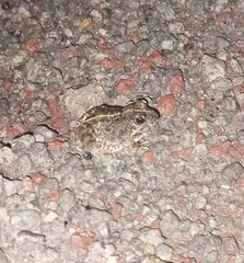 Tomopterna kachowskii