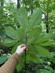 Asimina triloba