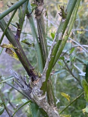 Anthocercis ilicifolia