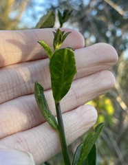 Anthocercis ilicifolia