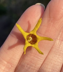 Anthocercis ilicifolia