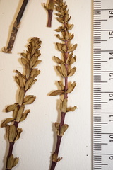 Hippuris tetraphylla