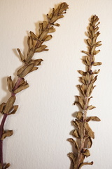 Hippuris tetraphylla