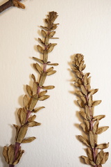 Hippuris tetraphylla